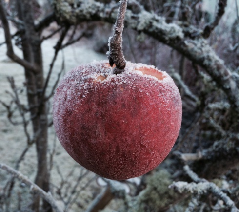 Frost Bite ©Patti Fogarty Frozen Apple on a tree
